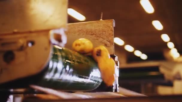 Čisté mokré brambory přepravované dopravníkovým pásem v závodě — Stock video