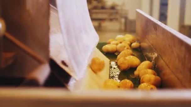 Transformación de patatas crudas que caen sobre la cinta transportadora — Vídeos de Stock