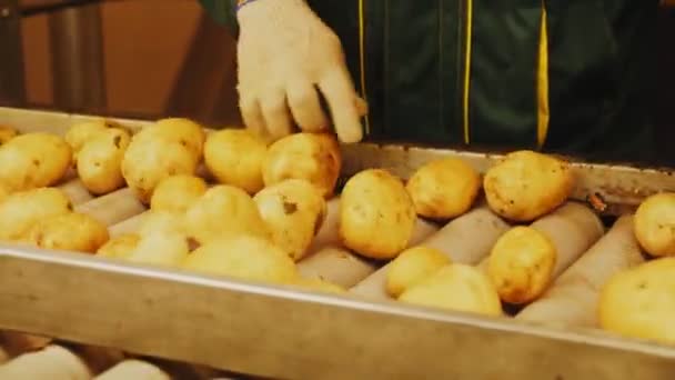 Trabajador comprueba las patatas transportadas por transportador en taller — Vídeo de stock