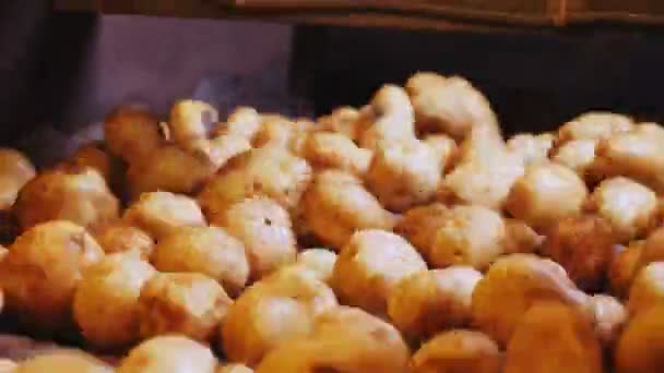 Чистый картофель сортируется по автоматическому роликовому конвейеру крупным планом — стоковое видео