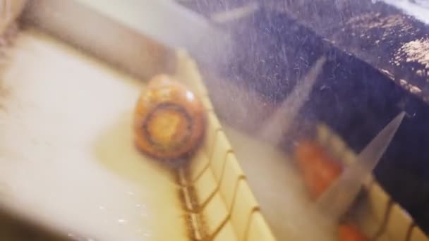 Конвейер перевозит морковь под водяными баллончиками на заводе — стоковое видео