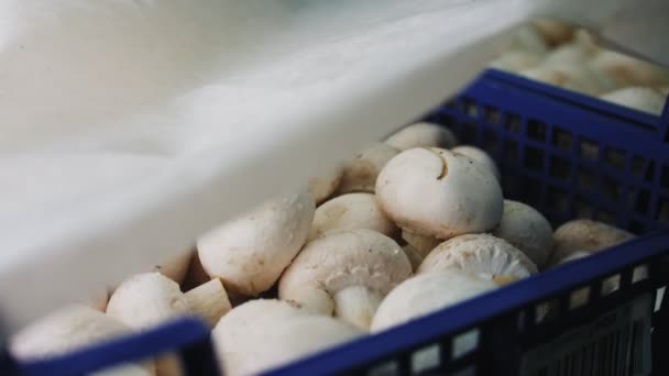 Verse champignons in blauwe container bij moderne plant close-up — Stockvideo