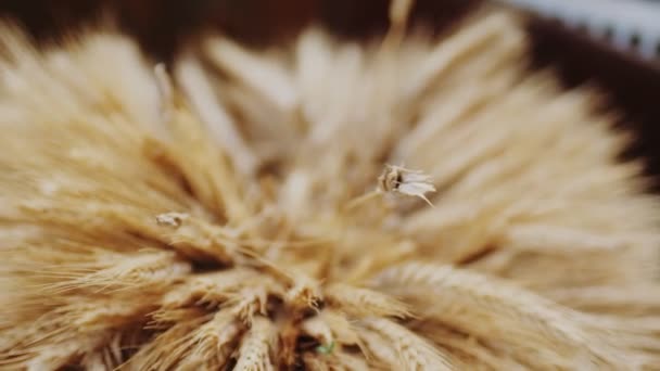 乾燥した黄色の小麦のスパイクがぼやけた背景に極端なクローズアップ — ストック動画