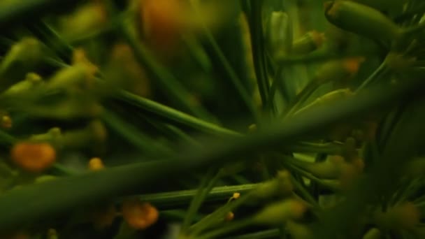 Mozgás mentén a fiatal virágok zöld kapor közelkép — Stock videók
