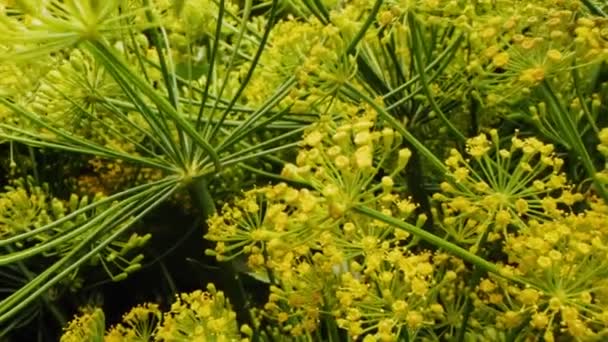 Movimento sobre inflorescências de endro com flores amarelas macro — Vídeo de Stock