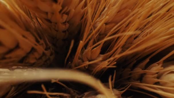 Decorative bunch made of wheat ears extreme close view — Stock Video