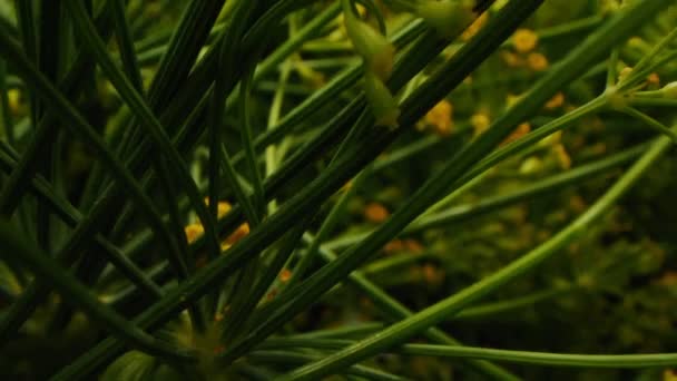 Dill branches with inflorescences on blurry background — 비디오