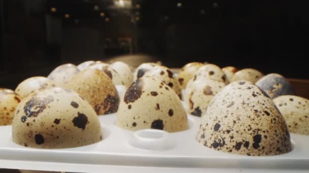 Quail eggs with spots on shells in plastic container macro — 비디오