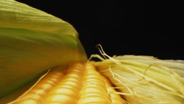 Ripe corn on cob on black background extreme close view — 비디오