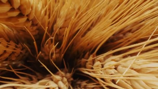 Parta zralých pšeničných hřeby na tmavém pozadí makro — Stock video
