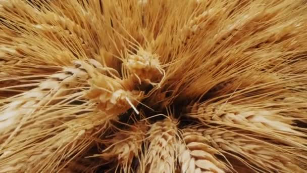Movimento dentro de um monte de espiguetas de trigo dourado macro — Vídeo de Stock