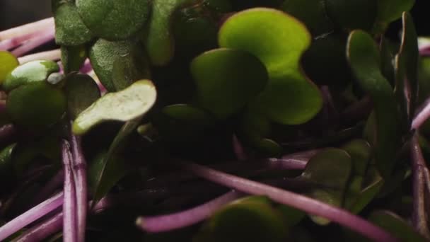 Пророщений шпинат з краплями води на чорному фоні макрос — стокове відео