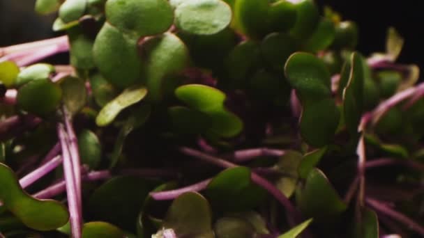 Espinacas germinadas con hojas verdes sobre fondo negro macro — Vídeos de Stock