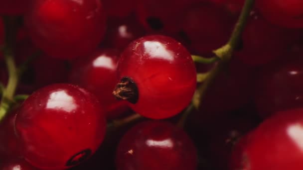 Bewegung entlang transparenter reifer roter Johannisbeeren Makro — Stockvideo