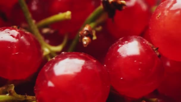 Smakelijke rode bes met groene twijgen bij fel licht close-up — Stockvideo