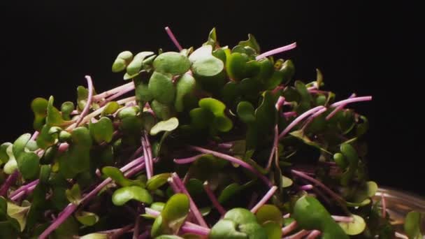 Heap of sprouted spinach with drops on black background — ストック動画