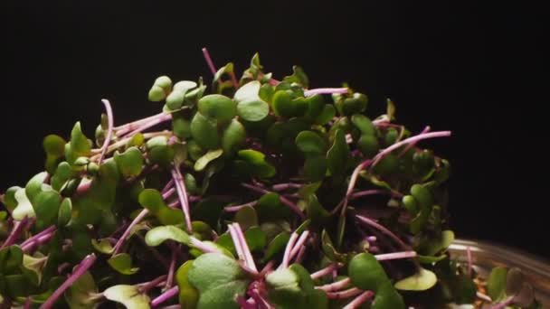 Motion to salad of spinach radish on black background macro — ストック動画