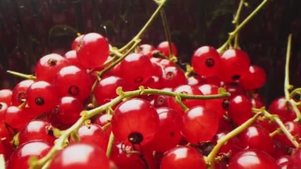 Movimento para bagas de groselha vermelha maduras em galhos close-up extremo — Vídeo de Stock