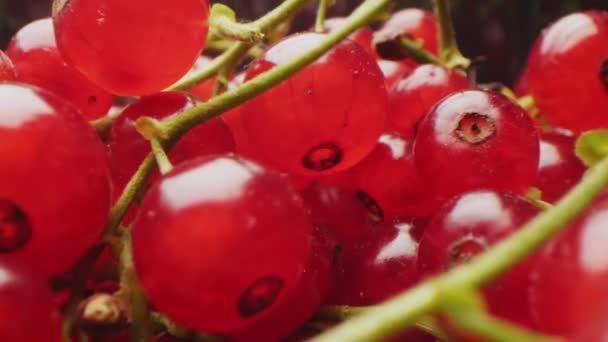 Red currant in plastic container on dark background closeup — ストック動画