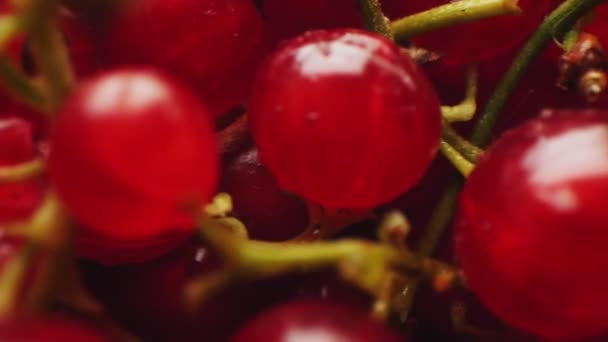 Klare reife rote Johannisbeeren auf dünnen grünen Zweigen extreme Nahaufnahme — Stockvideo