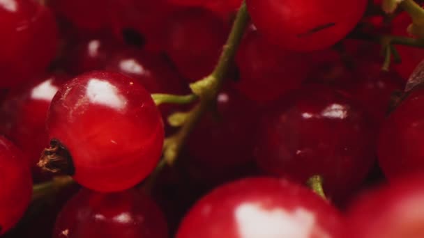 Frische rote Johannisbeeren bei hellem Licht extreme Nahsicht — Stockvideo