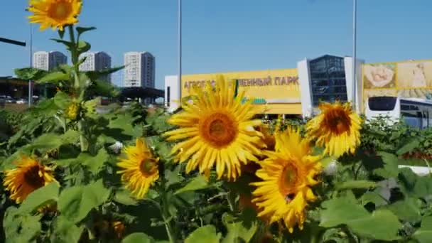 Zonnebloemen op bloembed in de buurt van agroindustriële trading park — Stockvideo