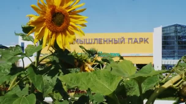 Virágzó napraforgó ellen agroipari kereskedelmi park — Stock videók