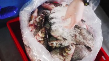 Adam plastik pakette balık yığınına tuz ekliyor.