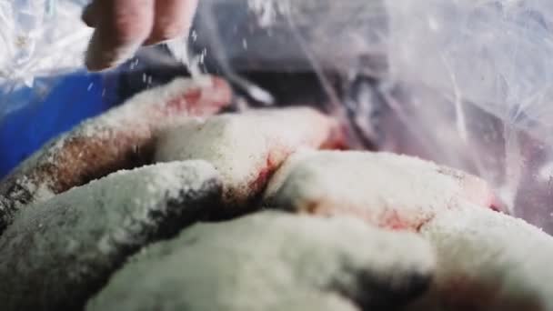 Empleado añade sal al pescado fresco en lámina de plástico cámara lenta — Vídeos de Stock