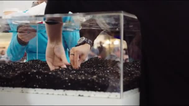 People touch fertile soil in large plastic container — Stock Video