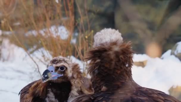 Beautiful vultures walk along rocky snowy aviary at zoo — Stock video