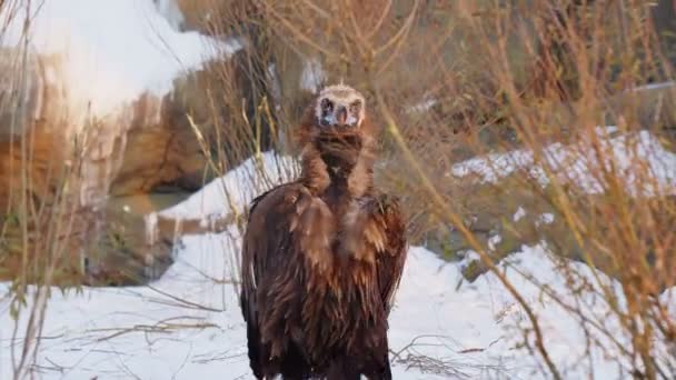 Стервятник гуляет по скалистой птице со снегом в современном зоопарке — стоковое видео
