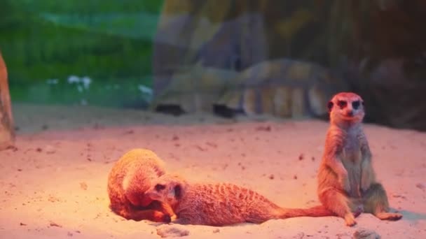 Funny meerkats rest on sand in comfortable constrain at zoo — Stock videók