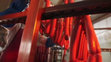 Kız işçi atölyedeki raflara organik sosisler asıyor.