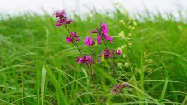 Flores púrpuras crecen en la hierba verde del campo en el día ventoso primavera — Vídeos de Stock