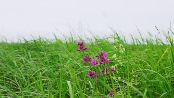 Pequeñas flores en la hierba de campo contra el cielo gris en el día ventoso — Vídeo de stock