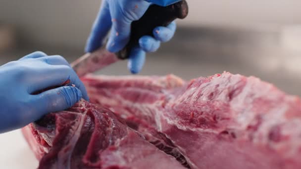 Açougueiro em luvas azuis veste carne crua fresca na mesa — Vídeo de Stock