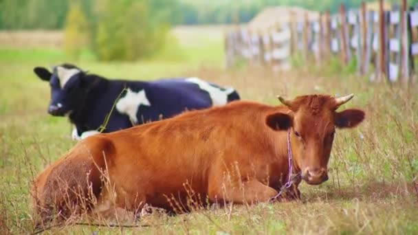 Vacas preguiçosas com correntes jazem na exuberante grama verde em pastagens — Vídeo de Stock