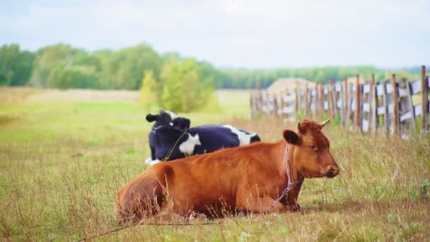 牧草地の緑の芝生に鎖でつながれた美しい牛は — ストック動画