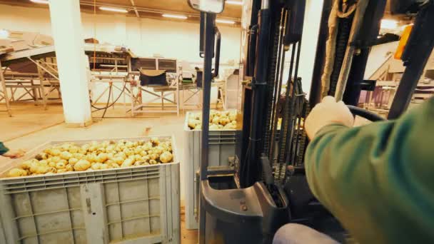 Pracownik transportuje duże pudełko z surowymi ziemniakami w magazynie — Wideo stockowe