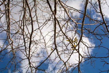 ağaç dalları bulutlu gün