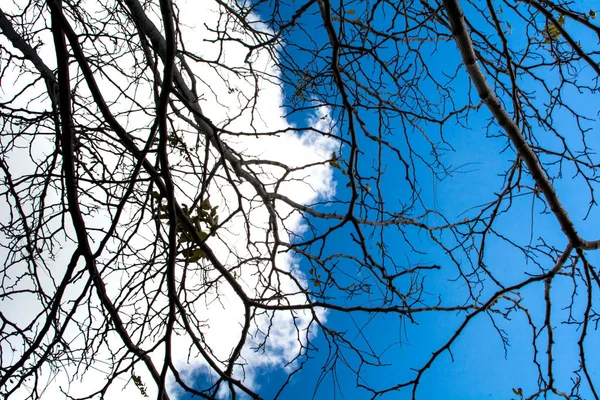 Tree branches on cloudy day — Stock Photo, Image