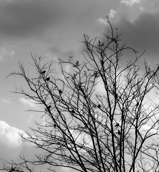 Czarno-białe gałęzie — Zdjęcie stockowe