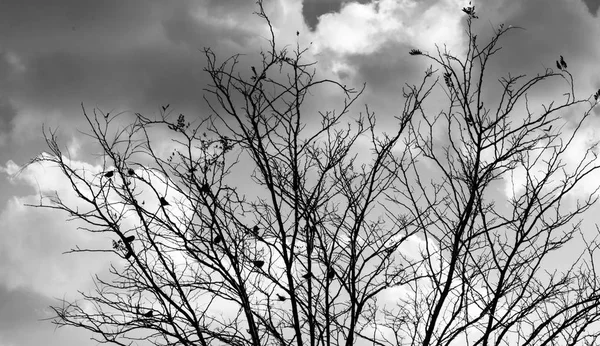 Schwarze und weiße Zweige — Stockfoto