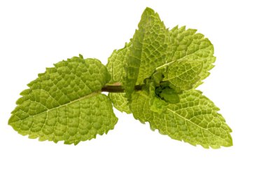 Nane, nane yaprakları