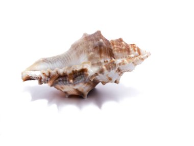  Seashell yalıtım için beyaz bir arka plan üzerinde