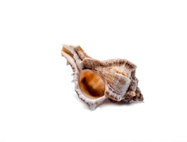 Seashell yalıtım için beyaz bir arka plan üzerinde — Stok fotoğraf