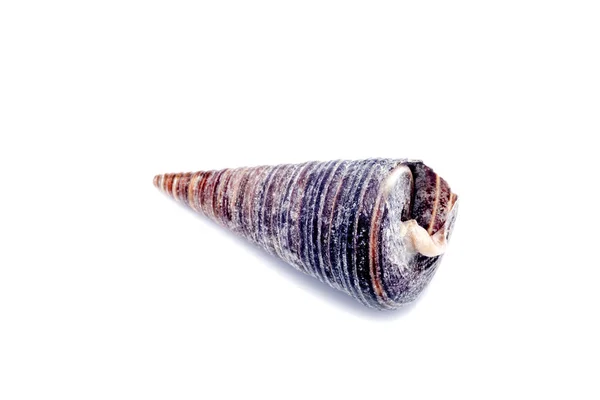 Seashell yalıtım için beyaz bir arka plan üzerinde — Stok fotoğraf