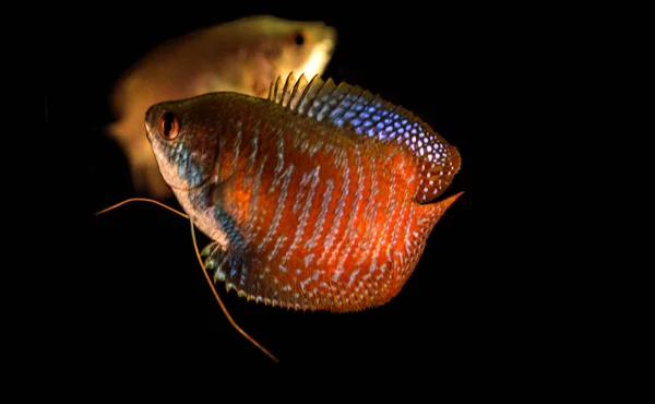 Aquariumvissen geïsoleerd op de zwarte — Stockfoto