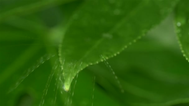 As gotas da chuva caem em uma folha — Vídeo de Stock
